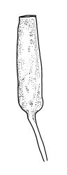 Encalypta  vulgaris, capsule, dry. Drawn from B.H. Macmillan 92/70, CHR 482423.
 Image: R.C. Wagstaff © Landcare Research 2014 